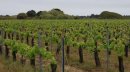 Vignes de Ré